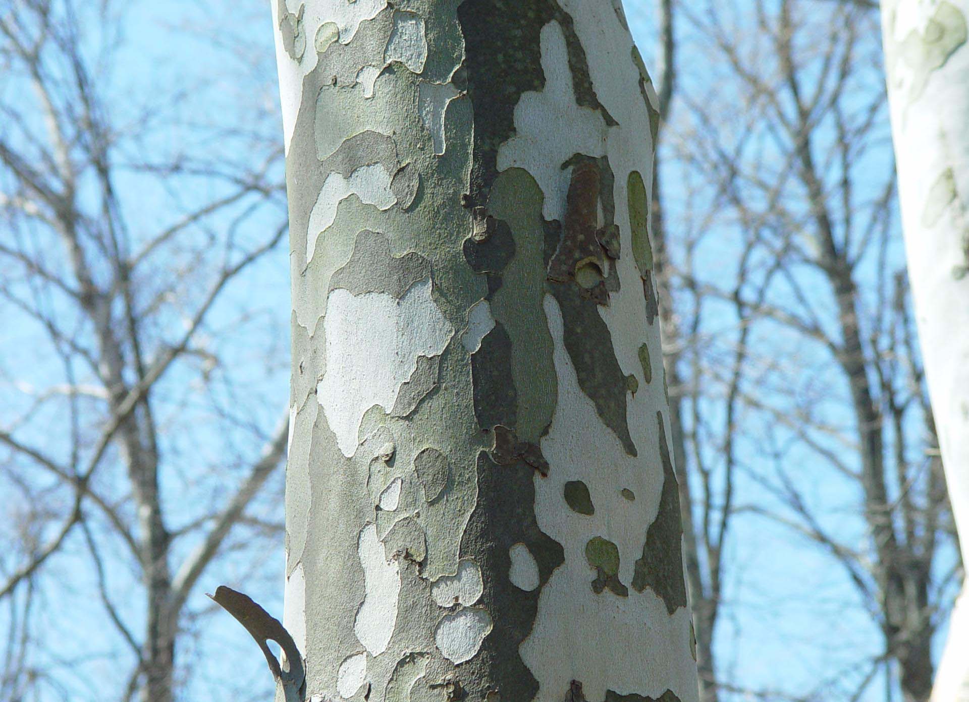 Tree of the Month – American Sycamore