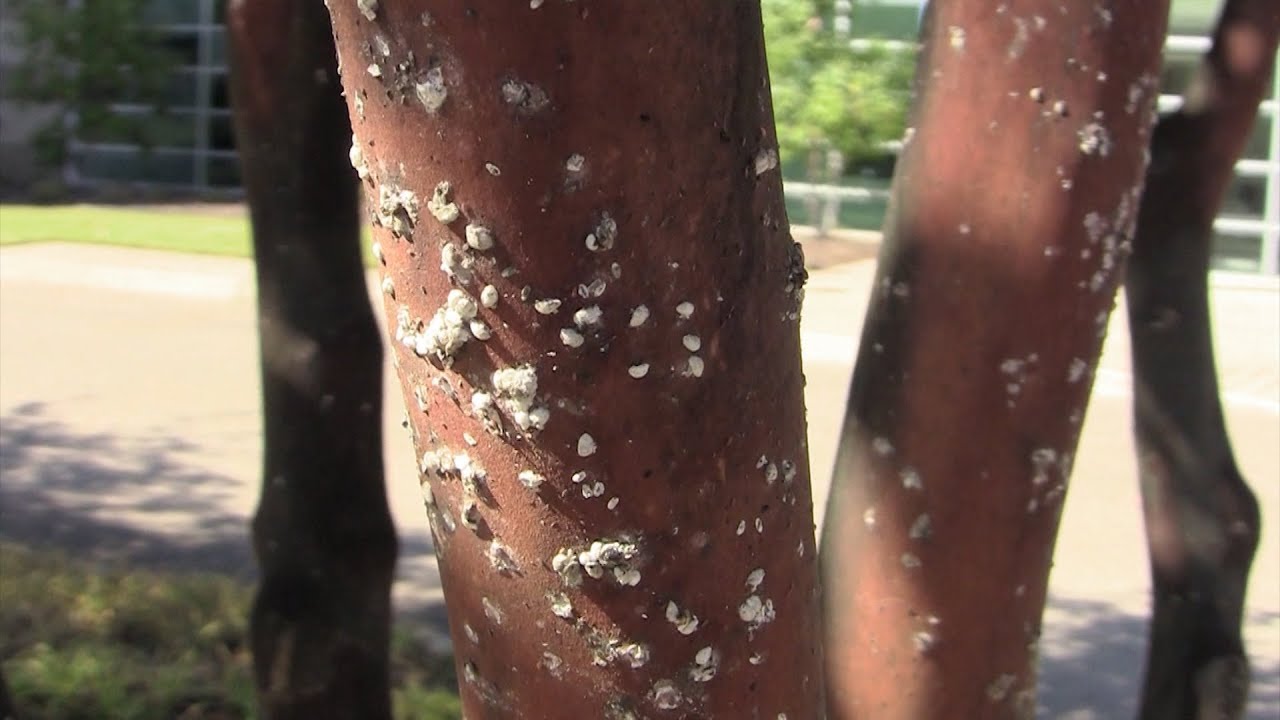 Pest Alert: Crape Myrtle Bark Scale