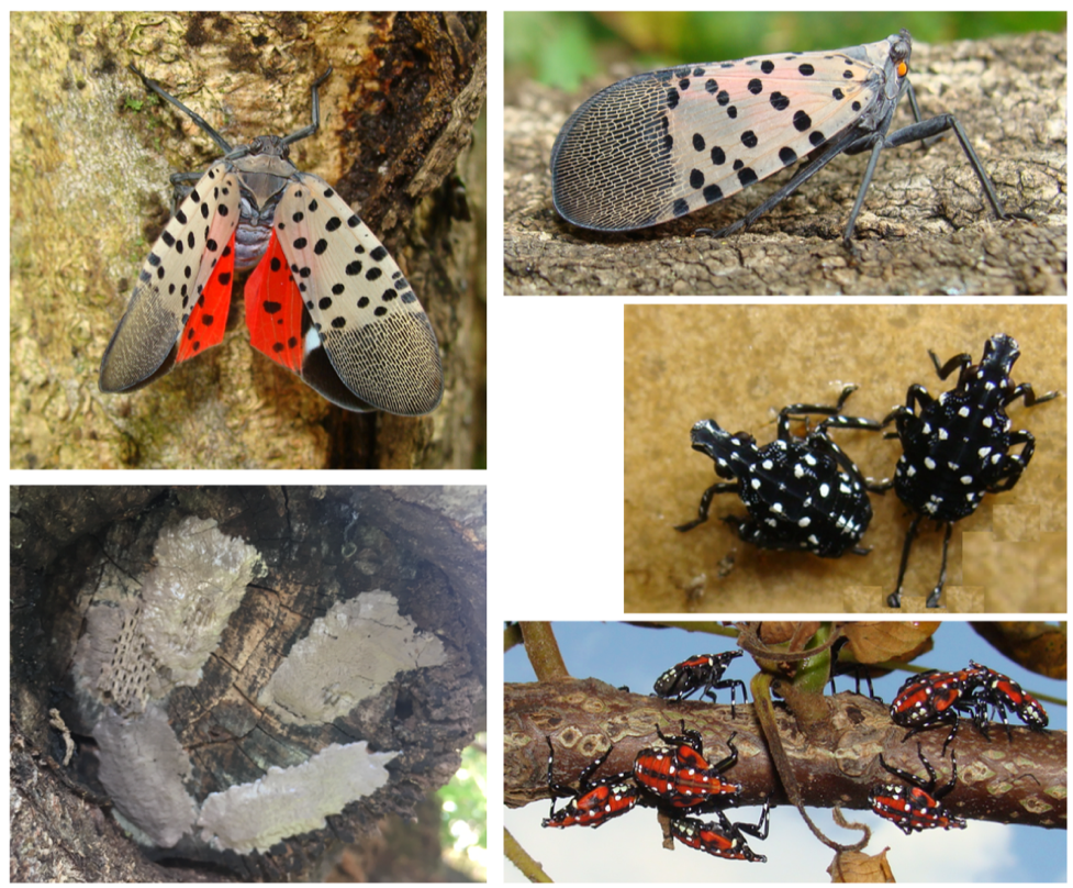 A visual depiction of the life cycle of Spotted Lanternfly. 