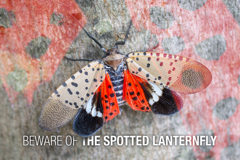 Beware of the Spotted Lanternfly